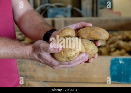 Produccion de patatas, Viuda de Antonio Serra, Sa Pobla, Maiorca, isole Baleari, Spagna. Foto Stock