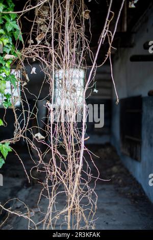 Villaggio abbandonato di Manheim nei pressi di Open Pit Hambach lignite miniera nella primavera del 2023 Foto Stock