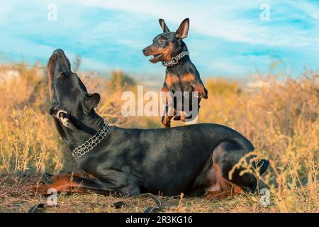 Schnauzer in miniatura salta su un Doberman in una passeggiata nel parco Foto Stock
