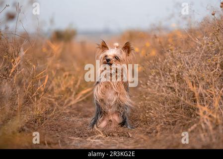 Yorkshire Terrier chiede una delizia su una passeggiata sollevando le zampe Foto Stock