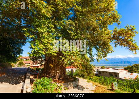 Gigantesco albero di sicomoro nel centro storico di Telavi. Telavi è la città principale della provincia di Kakheti in Georgia. Foto Stock