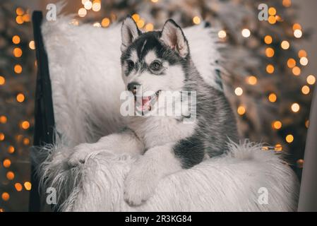 Il cucciolo di Husky è sdraiato su una sedia di legno nero con pelliccia artificiale bianca sullo sfondo di un albero di Natale con l festivo Foto Stock