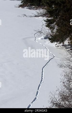 Tracce lasciate da una lontra di fiume (Lontra canadensis) su un lago ghiacciato. Parco Nazionale la Mauricie. Quebec.