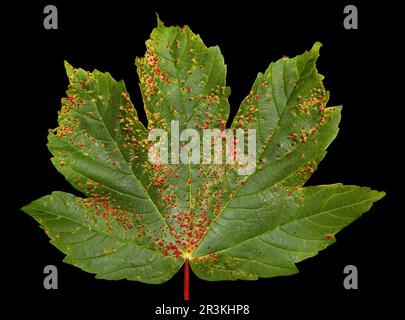 Acaro Sycamore Foto Stock