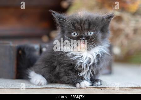 Gattino scozzese ripiegato su sfondo rustico Foto Stock