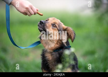 Trattare per cani femmina mano che alimenta un cane mongrel su un guinzaglio nel parco Foto Stock