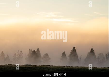 La fitta nebbia scorre attraverso alberi sparsi nella Hayden Valley nel Parco Nazionale di Yellowstone Foto Stock