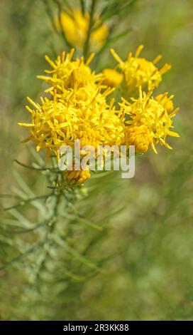 Astro dai capelli d'oro "Aster linosyris" Foto Stock