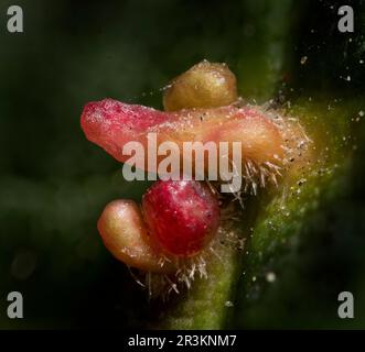 Acaro Sycamore Foto Stock