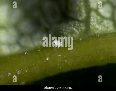 Acaro di gall di Sycamore, aceria sp. Foto Stock