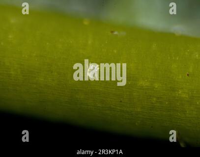 Acaro di gall di Sycamore, aceria sp. Foto Stock