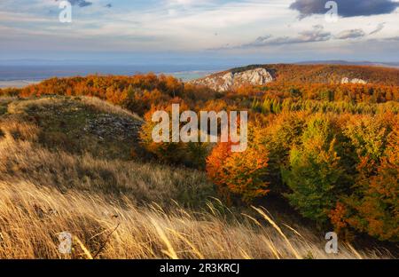 Foresta in montagna in autunno Foto Stock