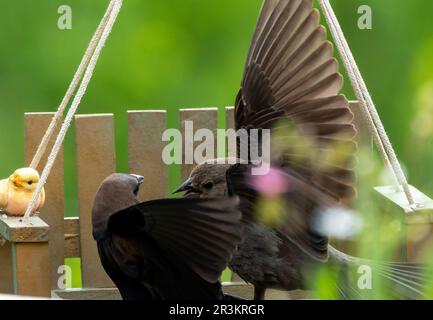 Uomini e donne cowbirds lotta Foto Stock