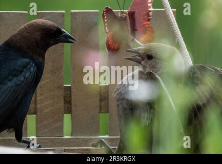 Uomini e donne cowbirds lotta Foto Stock