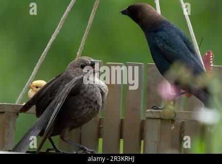 Uomini e donne cowbirds lotta Foto Stock