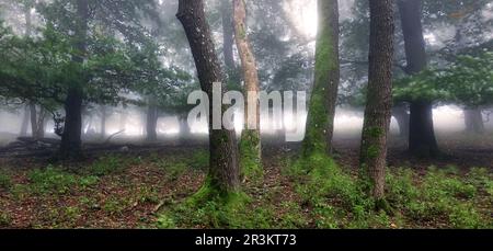 Panorama della foresta di Foggy. Fiaba pooky guardando boschi in un'alba nebbiosa. Gelida mattina nella foresta dell'orrore Foto Stock