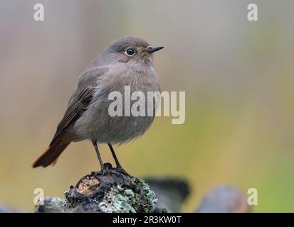 Femmina Nero Redstart (phoenicurus ochruros) colpo vicino di uccello arroccato su rami di lichene Foto Stock