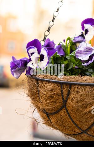 Aiuole di bellissimi tulipani rossi-gialli pittoreschi su sfondo verde prato. Gruppo di delicati tulipani bicolore nel periodo o Foto Stock