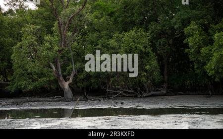 Verde foresta di mangrovie e fangflat sulla costa. Ecosistema di mangrovie. Dispersori di carbonio naturali. Le mangrovie catturano CO2 km dall'atmosfera. Ecosistema del carbonio blu Foto Stock