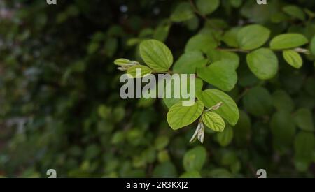 Foglie verdi fresche di Ziziphus mauritiana su sfondo naturale. Foto Stock