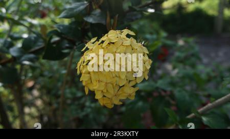 Primo piano della pianta a fiore giallo conosciuta come Ixora cinese e chiamata Soka in Indonesia. La bellezza del fiore cinese di ixora in piena fioritura. Foto Stock