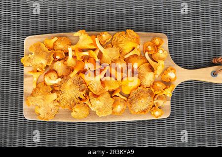 Funghi finferli gialli appena selezionati. Finferelle o funghi girolle. Primo piano di funghi freschi commestibili. Fungo forestale Foto Stock