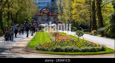 Letti decorativi Tulip a Park, Berlino, Germania Foto Stock