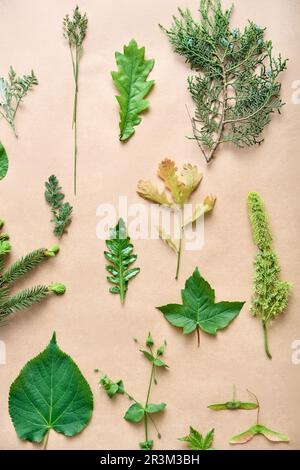 Set botanico di foglie, piante e fiori su sfondo beige. Giacitura piatta. Concetto di natura Foto Stock