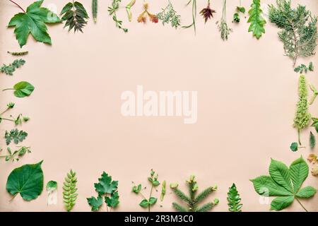 Bordo verde delle foglie. Cornice in varie piante ed erbe con spazio copia per il testo. Concetto di natura Foto Stock