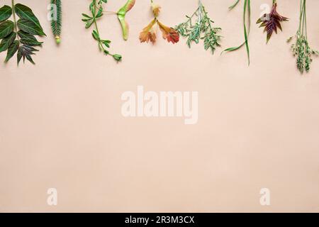 Bordo verde delle foglie. Cornice in varie piante ed erbe con spazio copia per il testo. Concetto di natura Foto Stock