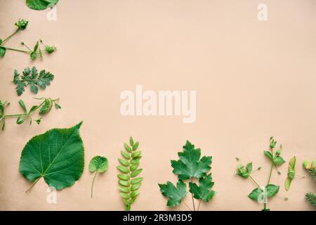 Bordo verde delle foglie. Cornice in varie piante ed erbe con spazio copia per il testo. Concetto di natura Foto Stock
