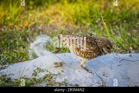 Burrowing Owl a Cape Coral Florida USA Foto Stock