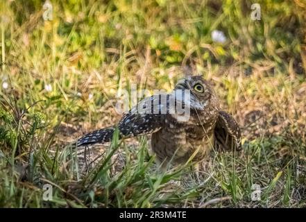 Burrowing Owl a Cape Coral Florida USA Foto Stock