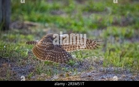 Burrowing Owl in volo a Cape Coral Florida USA Foto Stock