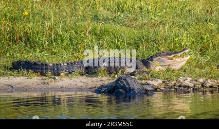 American Alligator con la sua bocca aperta sulla riva del fiume nel Myakka River state Park a Sarasota Floirida USA Foto Stock