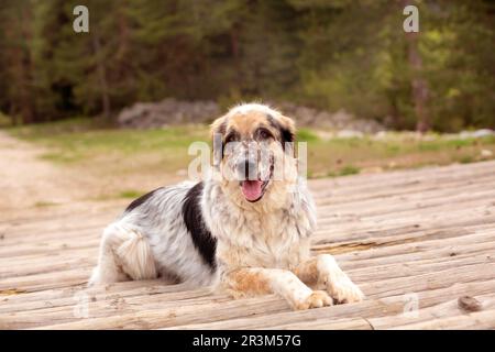 Cane grande sdraiato all'aperto sui tronchi di legno del ponte Foto Stock