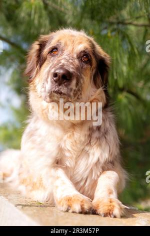 Grande cane di razza mista lanuginoso sdraiato Foto Stock