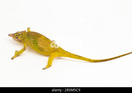 Chameleon Fischer Kinyongia fischeri isolato su sfondo bianco Foto Stock