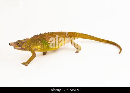 Chameleon Fischer Kinyongia fischeri isolato su sfondo bianco Foto Stock