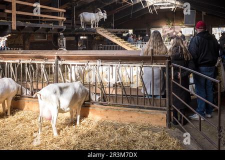 I visitatori guardano le capre nelle loro penne al Goat Farm Ridammerhoeve, nel cuore dell'Amsterdam Bos, vicino ad Amsterdam, nei Paesi Bassi. Foto Stock