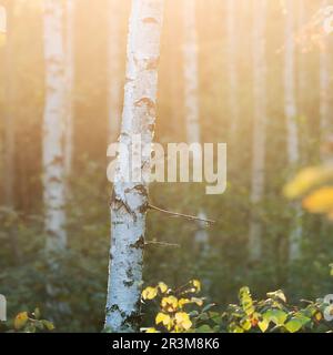 Luce del tramonto che in autunno attraversa una foresta di alberi di betulla argentata Foto Stock