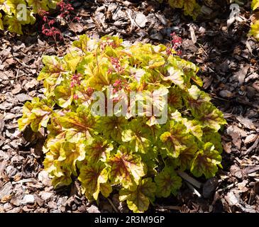 Heuchera "buona Pasqua" Foto Stock