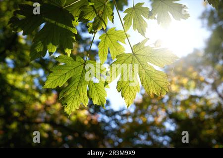 Foglie di un acero sicomoro, Acer pseudoplatanus in tarda estate con retroilluminazione in un parco Foto Stock