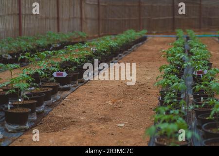File di piante di pomodoro in pentole in una serra. Le piantine di pomodoro vengono coltivate in contenitori di plastica, allevate per scopi commerciali nel vivaio della pianta. Foto Stock