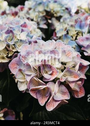 Fiori di Hortensia blu primo piano. Fiori sfondo naturale Foto Stock