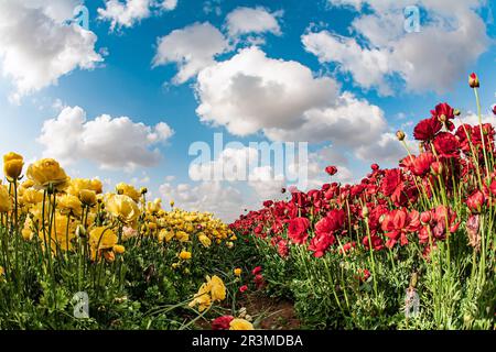 Il giardino renoncules. Foto Stock