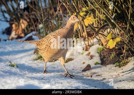 Gallina di fagiano Foto Stock