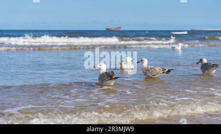 Spiaggia della costa baltica polacca con gabbiani di aringhe giovani, Larus argentatus in acqua Foto Stock