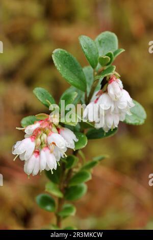 Cowberry (Vaccinium vitis-idaea) primo piano di fiori che crescono accanto al Woodland Trail, Beinn Eighe NNR, Kinlochee, Scozia, maggio 2022 Foto Stock