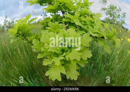 Quercia inglese (Quercus robur) foglie fresche su piantatura a tre Hagges Wood Meadow, North Yorkshire, Inghilterra, giugno 2021 Foto Stock
